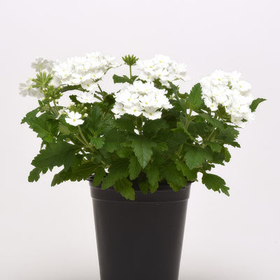Verbena Cadet White - Garden Express Australia