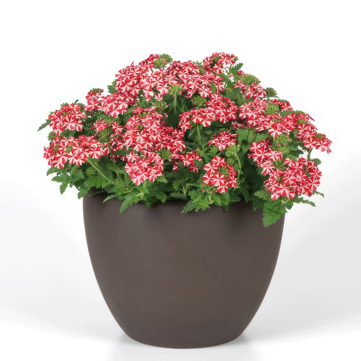 Verbena Firehouse Peppermint - Garden Express Australia