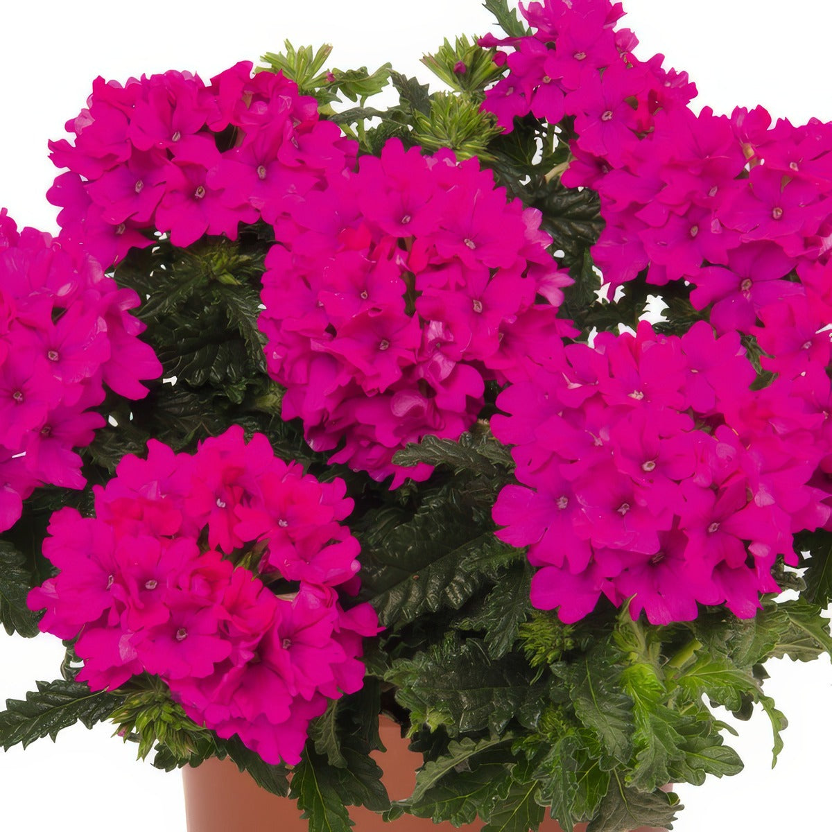 Verbena Lindolena Magenta - Garden Express Australia
