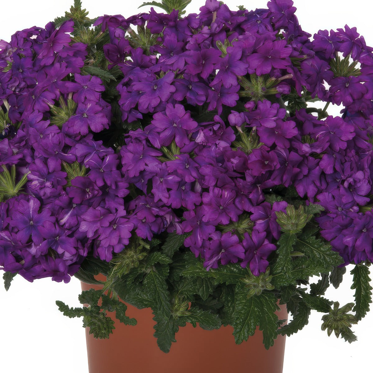 Verbena Lindolena Purple - Garden Express Australia