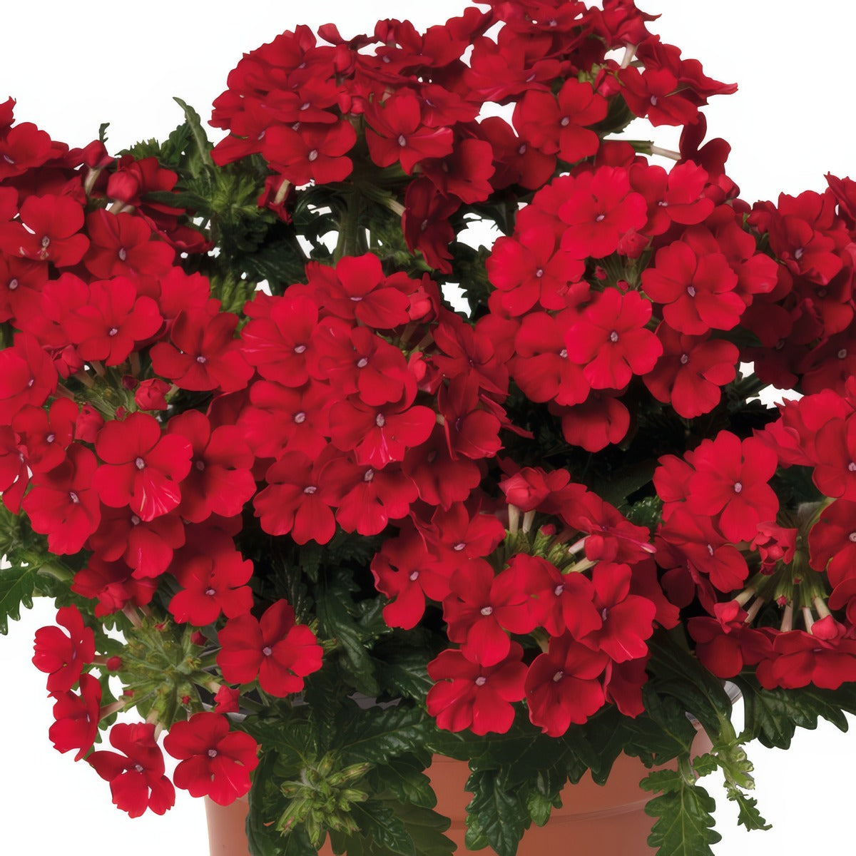 Verbena Lindolena Red - Garden Express Australia