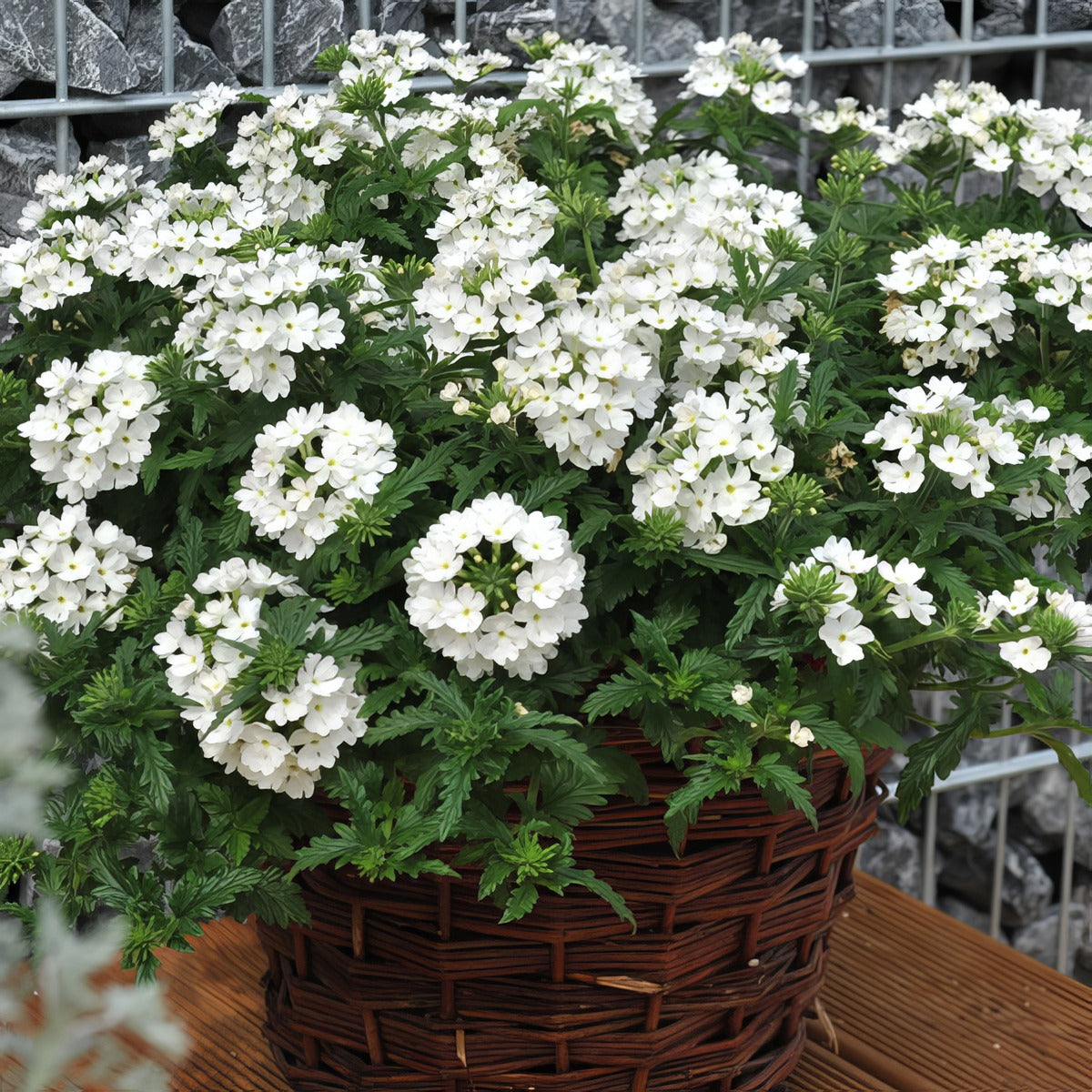 Verbena Lindolena White P68verlwh - Garden Express Australia
