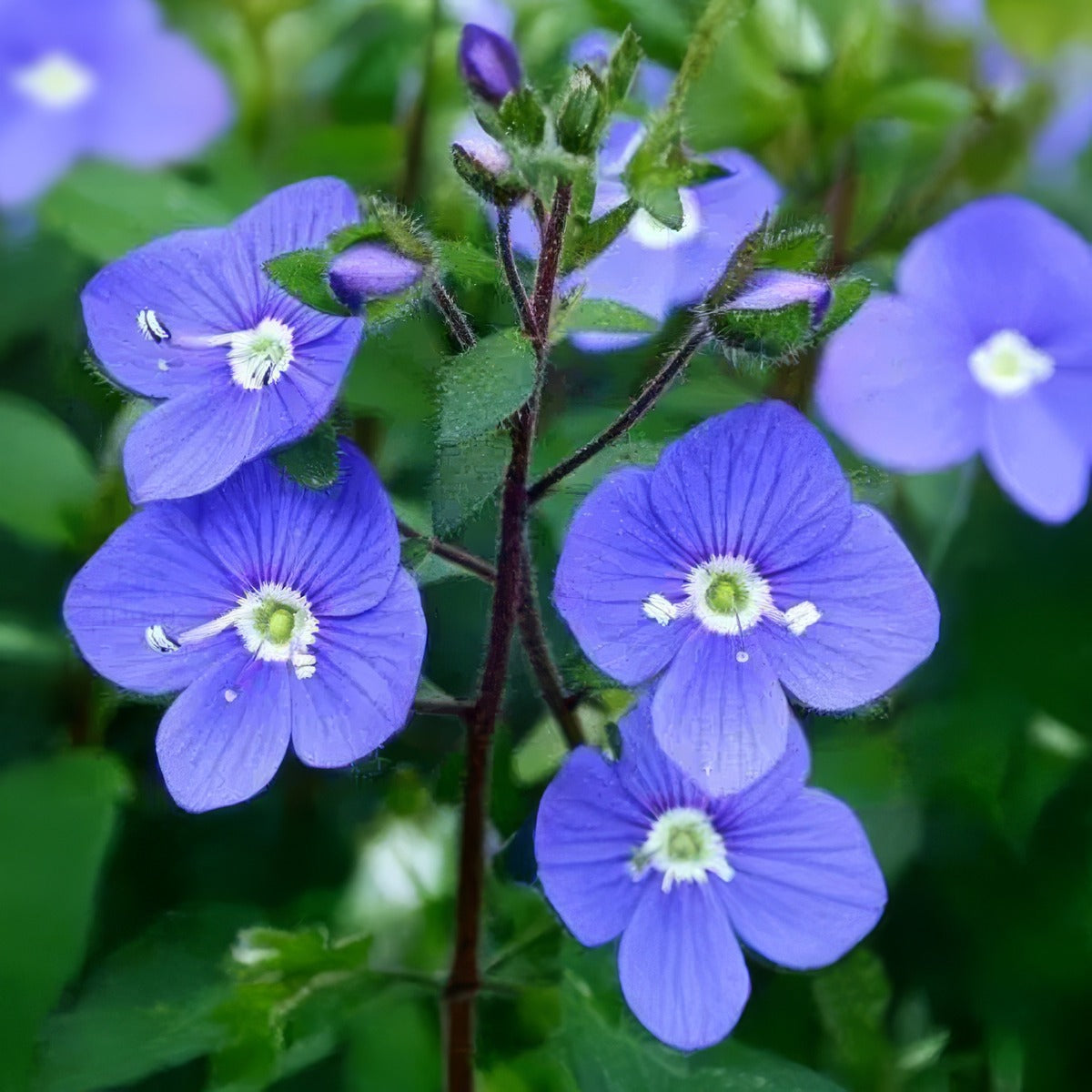 Veronica Oxford Blue Closeup - Garden Express Australia