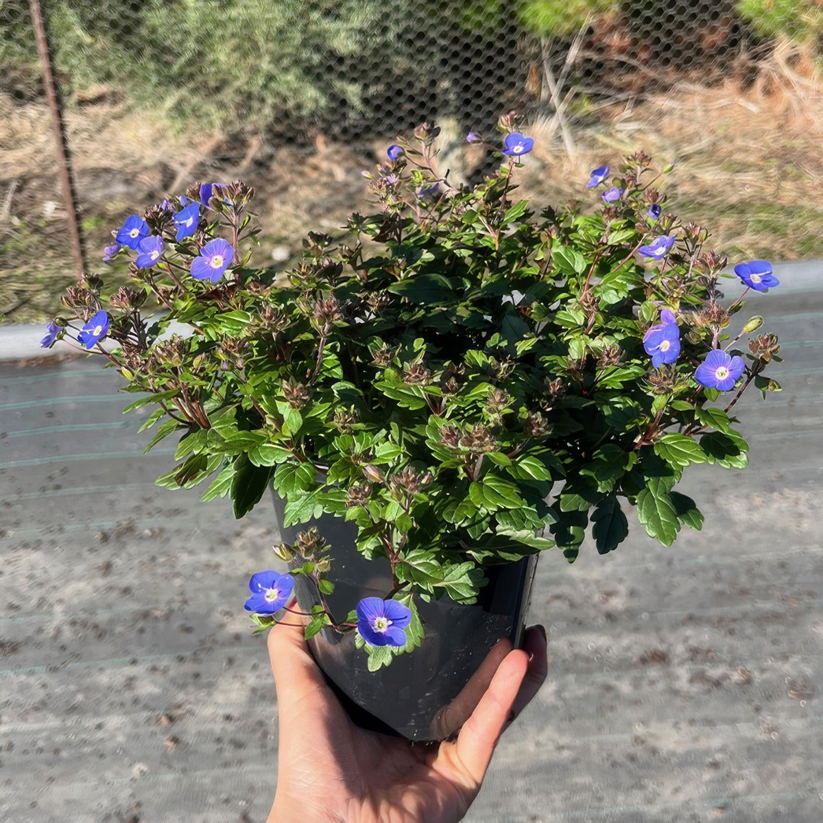 Veronica Oxford Blue Pot - Garden Express Australia