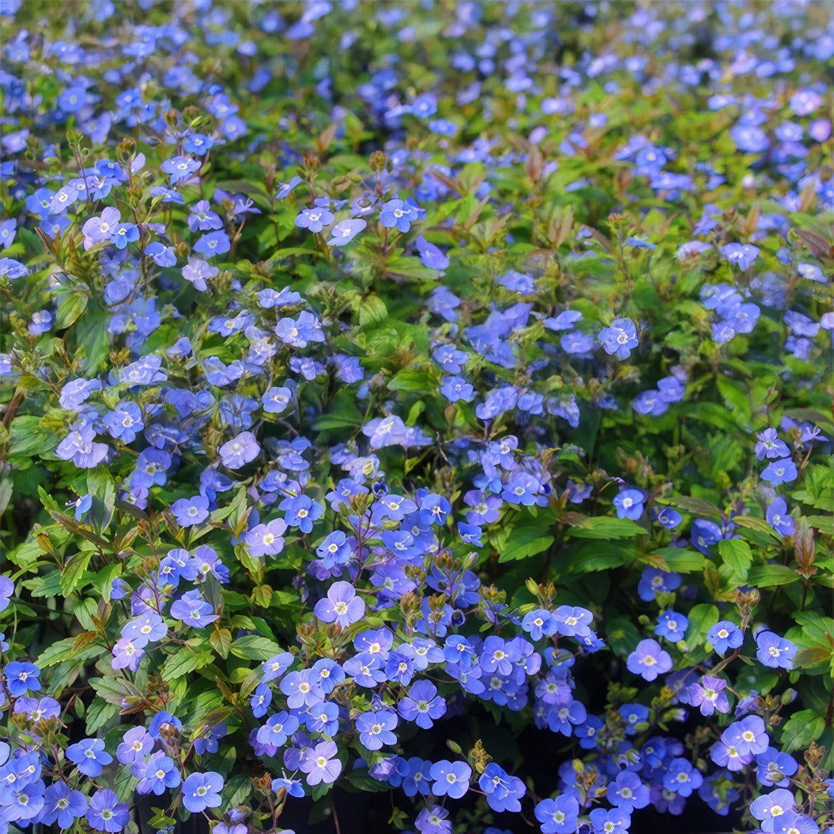 Veronica Oxford Blue P14verobl - Garden Express Australia