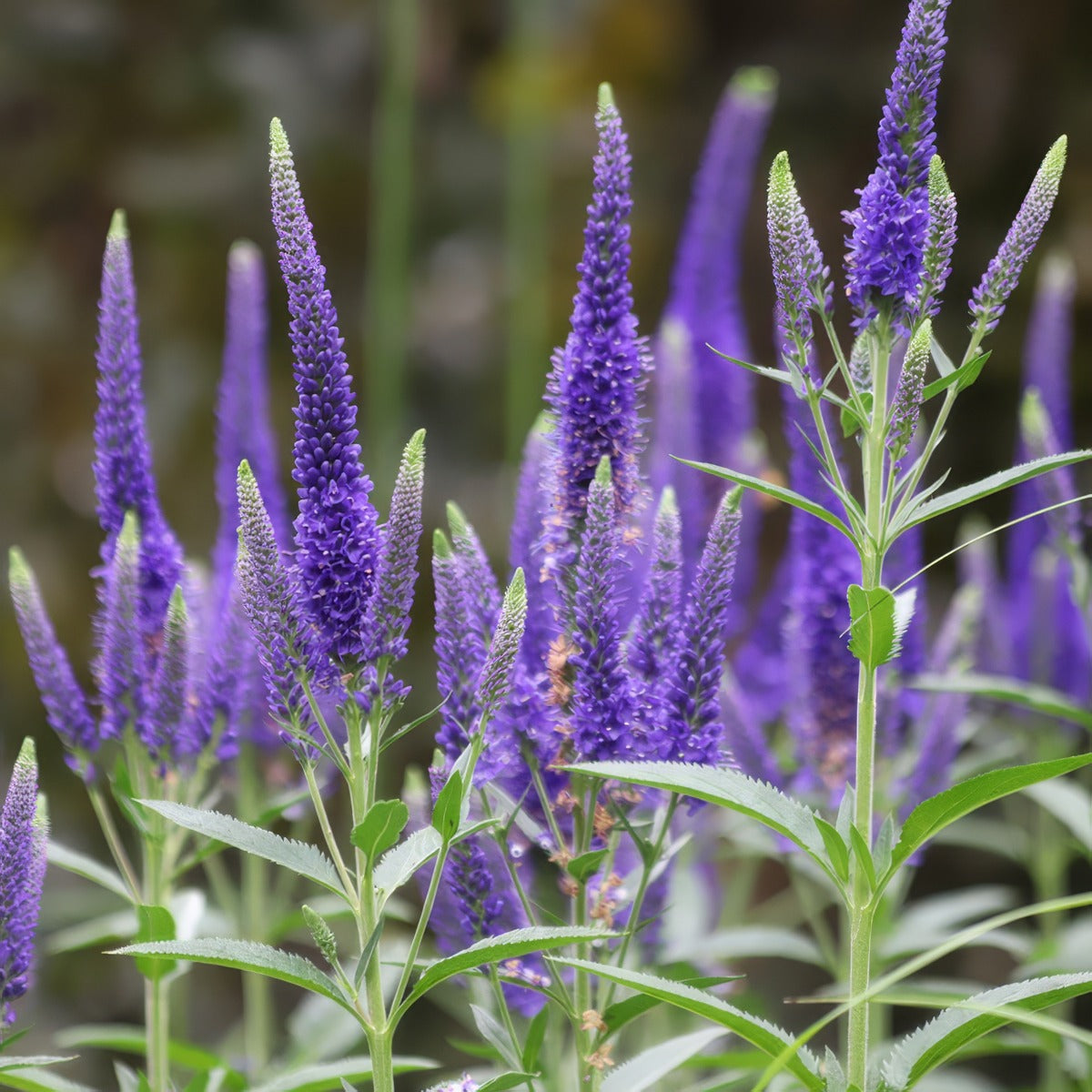 Veronica Blue Bouquet P68verbbo - Garden Express Australia