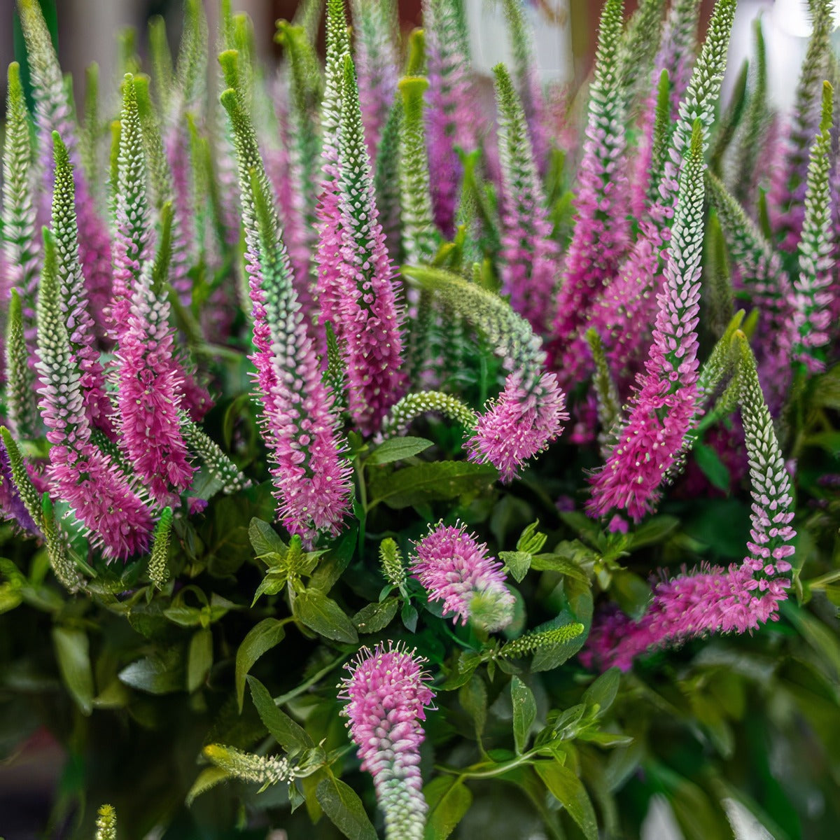 Veronica Skyler Pinkpplverspi - Garden Express Australia