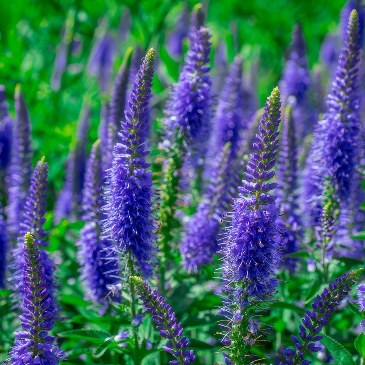 Veronica Skyler Splash Blue P68verssb - Garden Express Australia