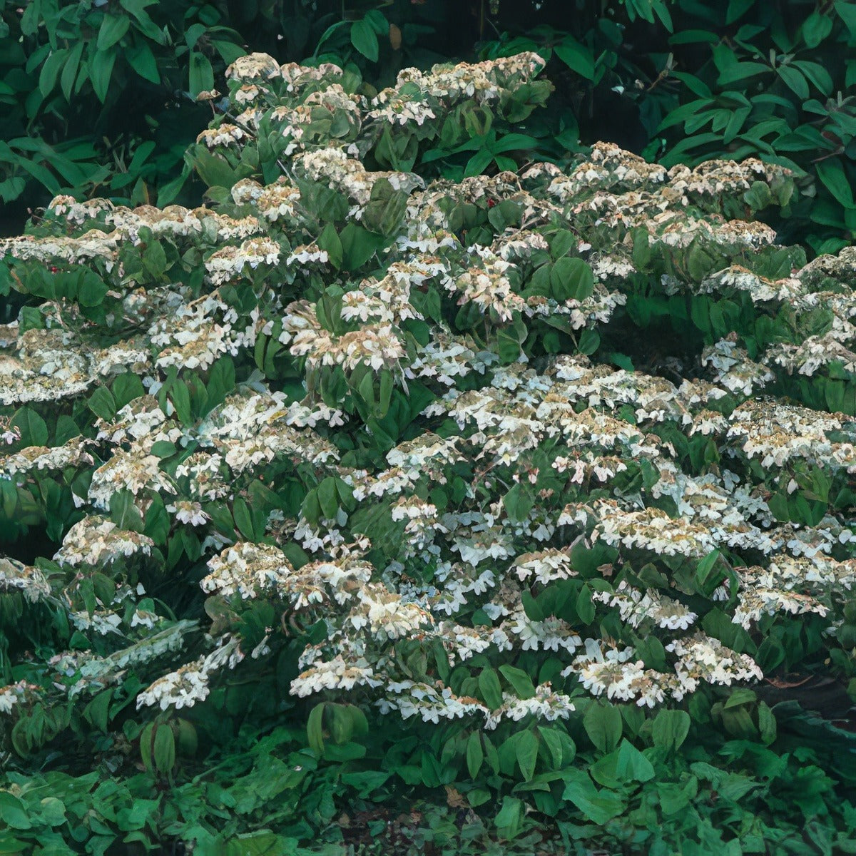Viburnum Mariesii - Garden Express Australia