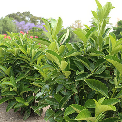 Viburnum Quick Fence - Garden Express Australia