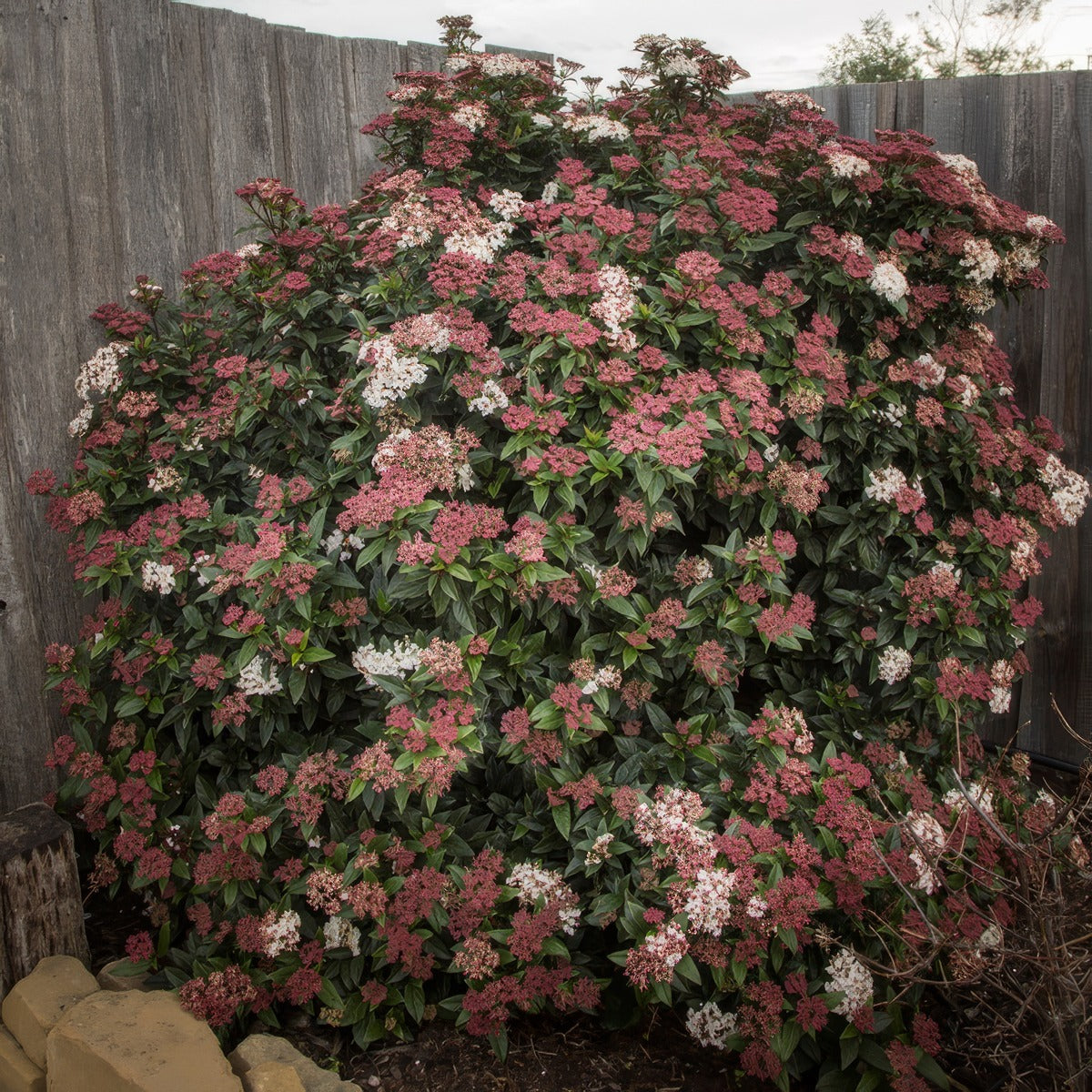 Viburnum Anvi - Garden Express Australia