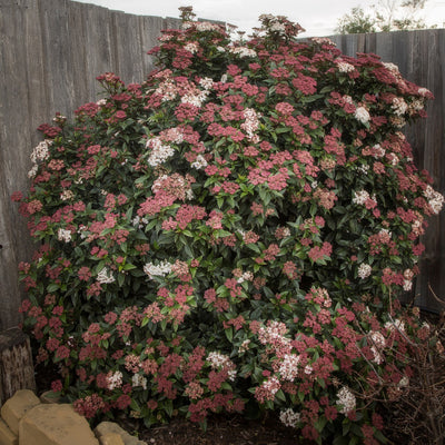 Viburnum Anvi - Garden Express Australia