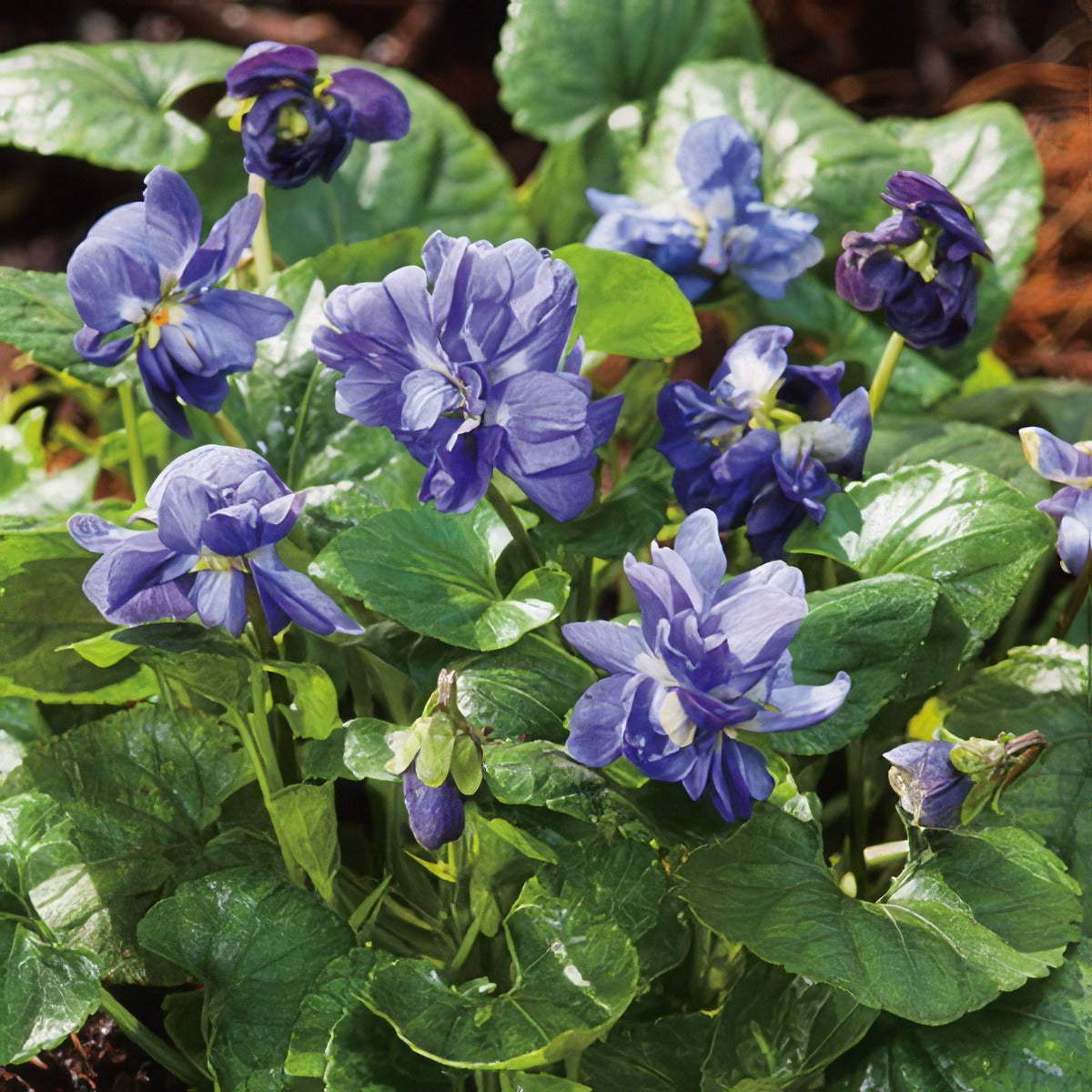 Viola Lady Hume Campbell Fm 14242571pa 15 - Garden Express Australia