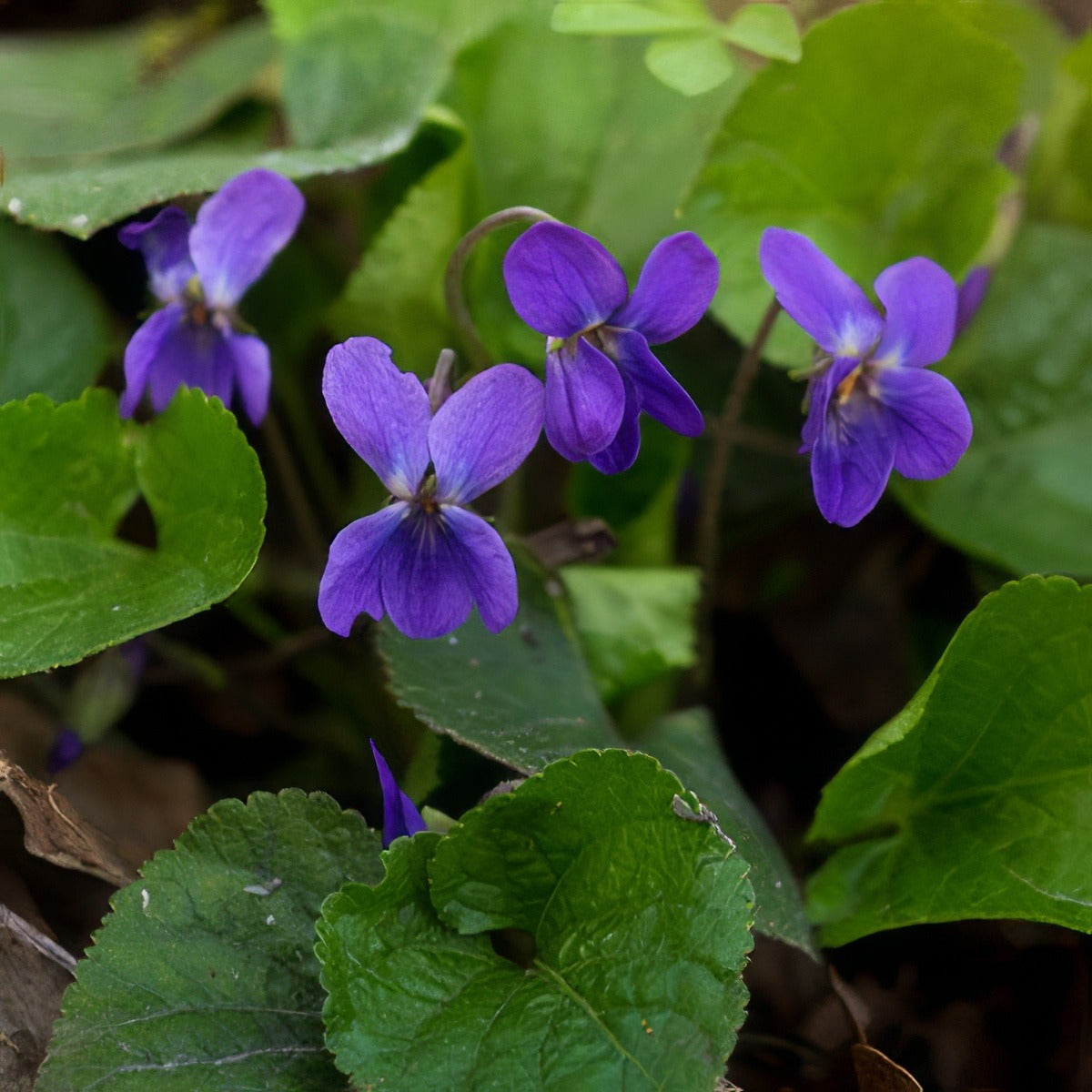Viola Purple Lpoviopur 2020 - Garden Express Australia