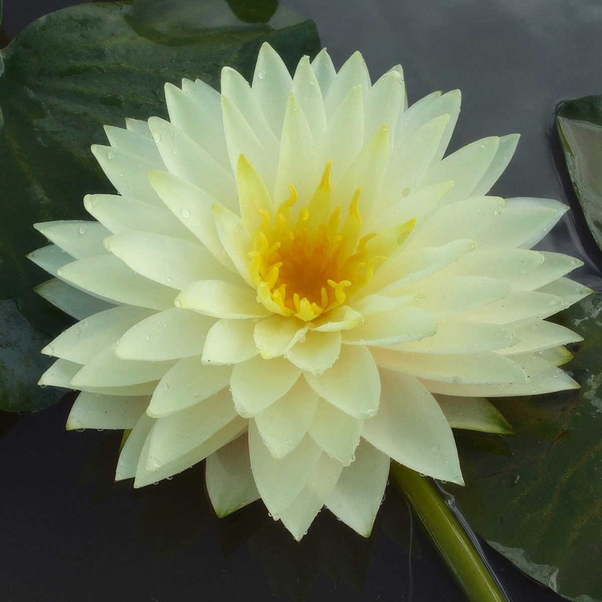 Water Lily Blushing Bride Pkwlibbr - Garden Express Australia