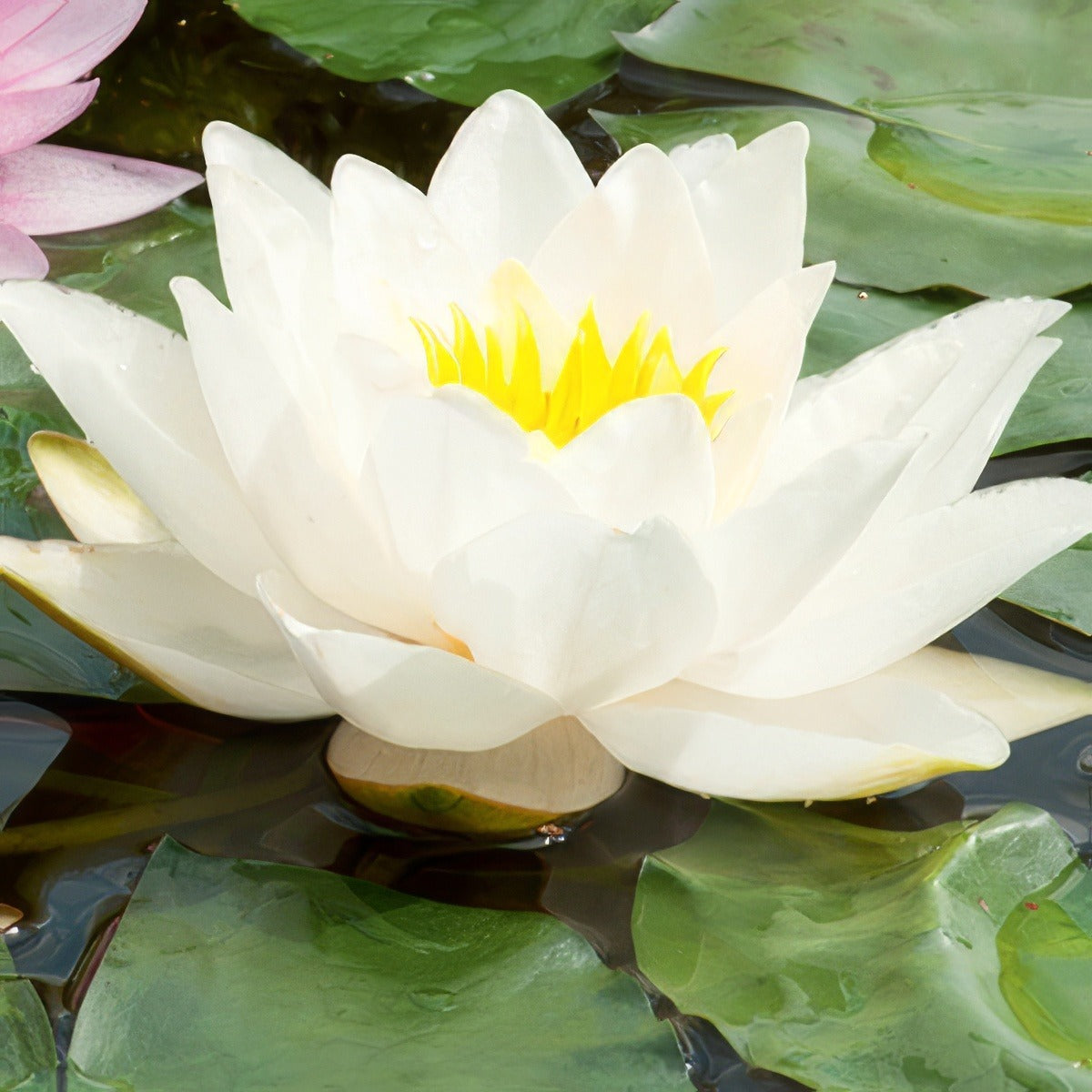 Water Lily Odorata Pkwliodo - Garden Express Australia