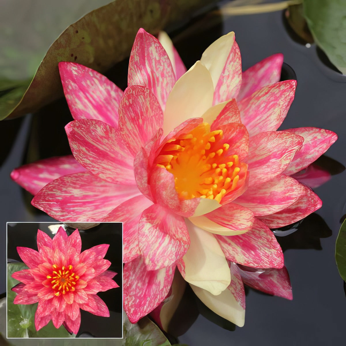 Water Lily Wanvisa Pkwliwan - Garden Express Australia