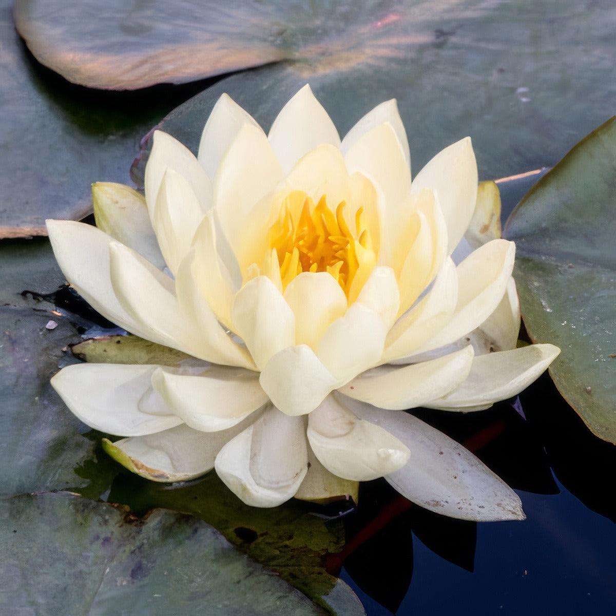 Water Lily White Sunrise Pkwliwsu - Garden Express Australia