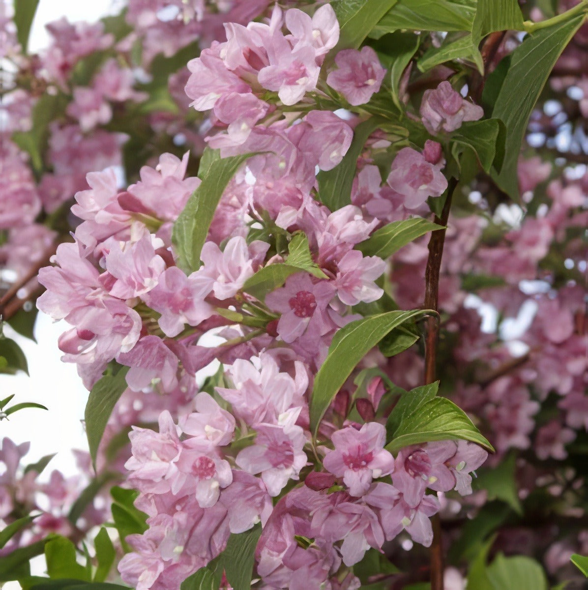 Weigela Rosea 2012 - Garden Express Australia