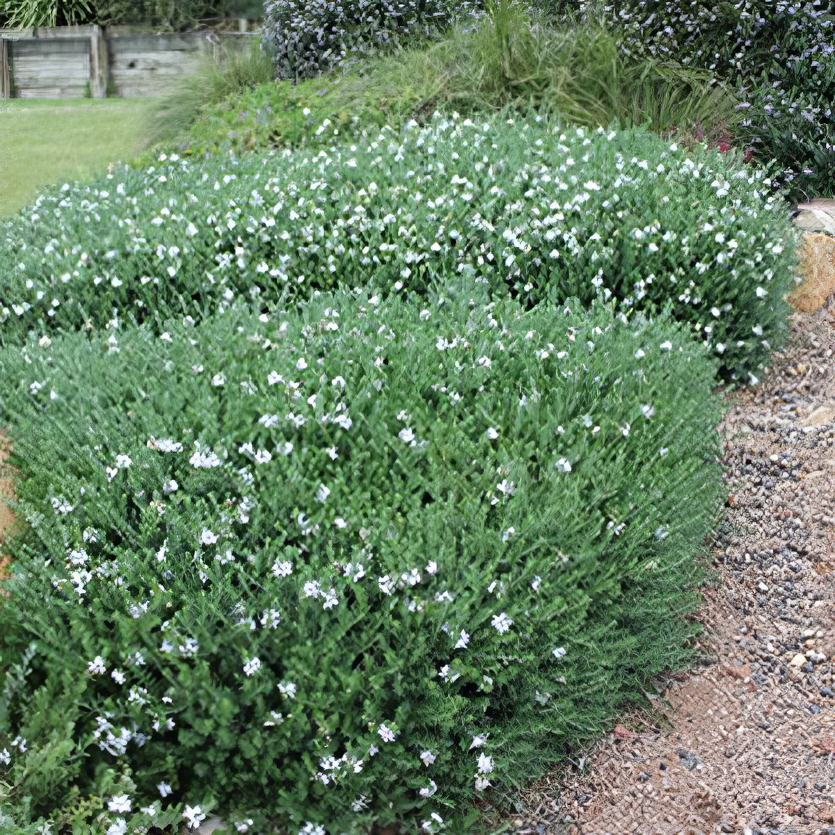 Westringia Mundi 2 - Garden Express Australia