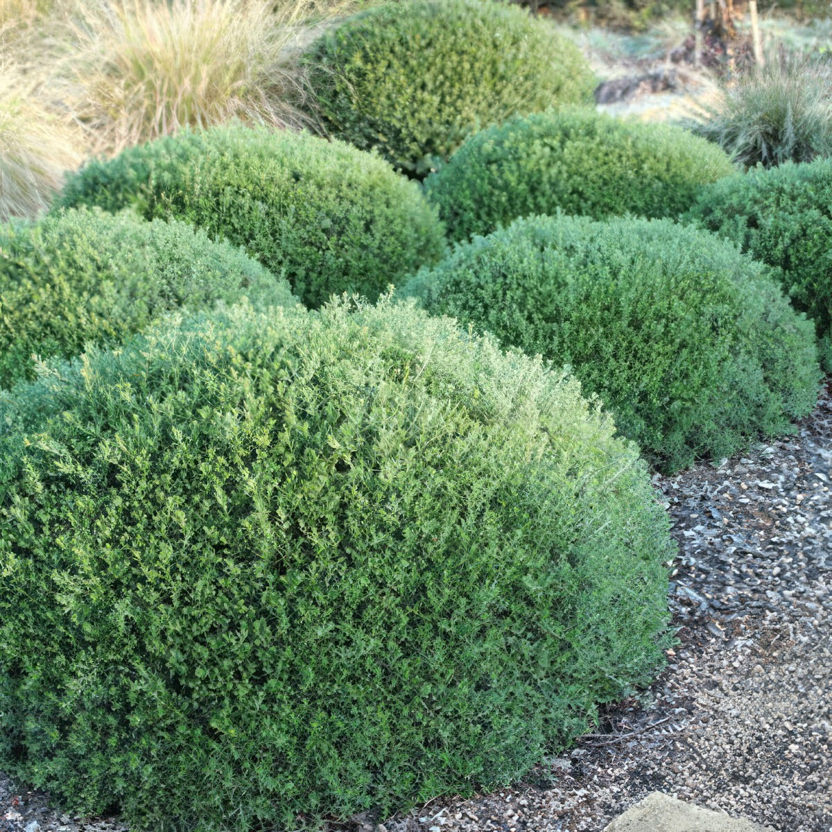 Westringia Mundi - Garden Express Australia