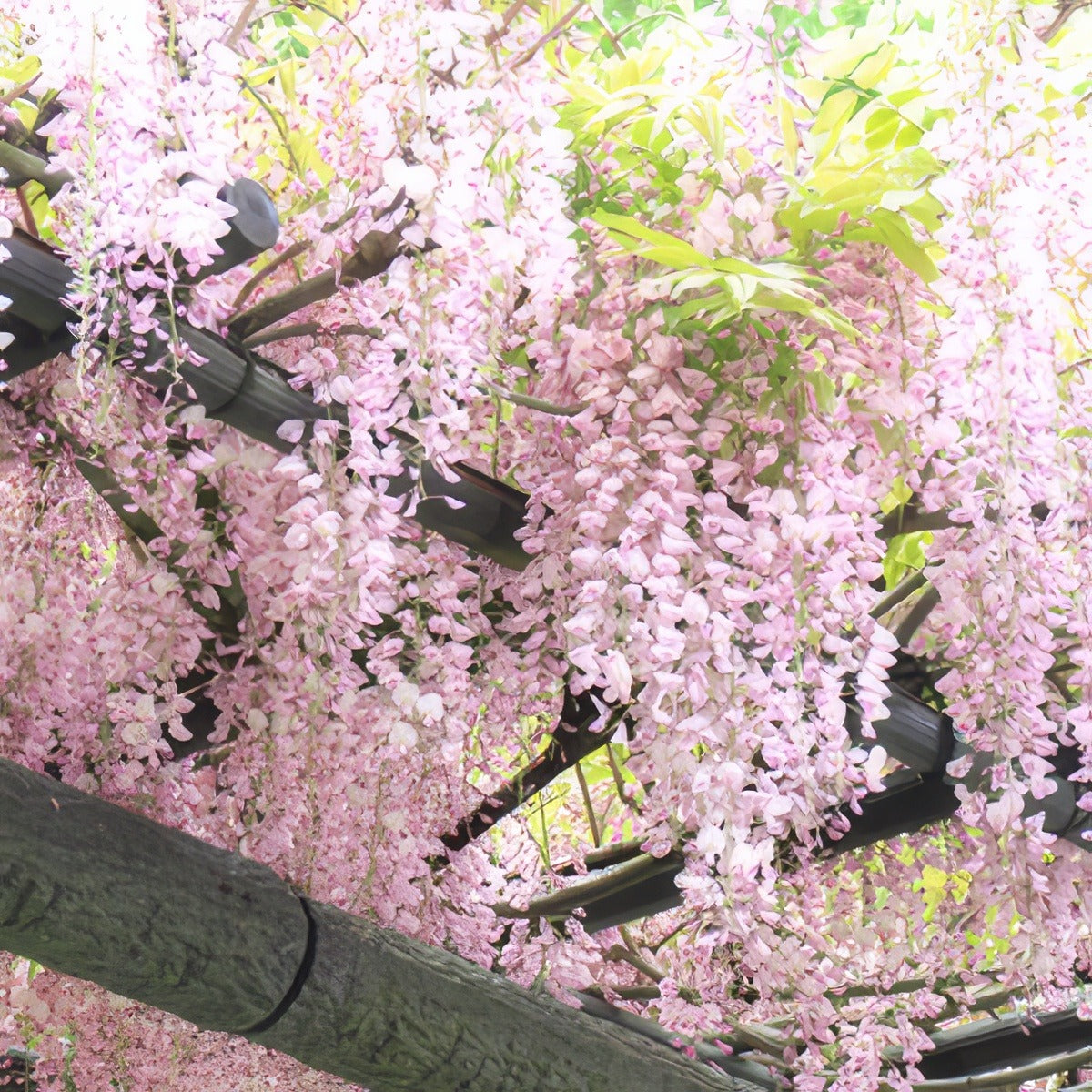 Wisteria Honbeni Pplwishon - Garden Express Australia