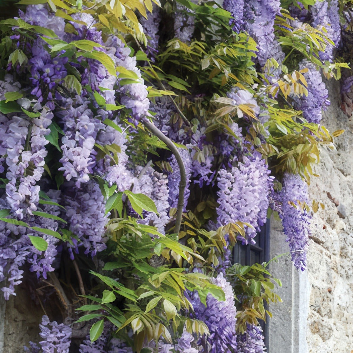 Wisteria Sinensis 2019 Pplwissin - Garden Express Australia