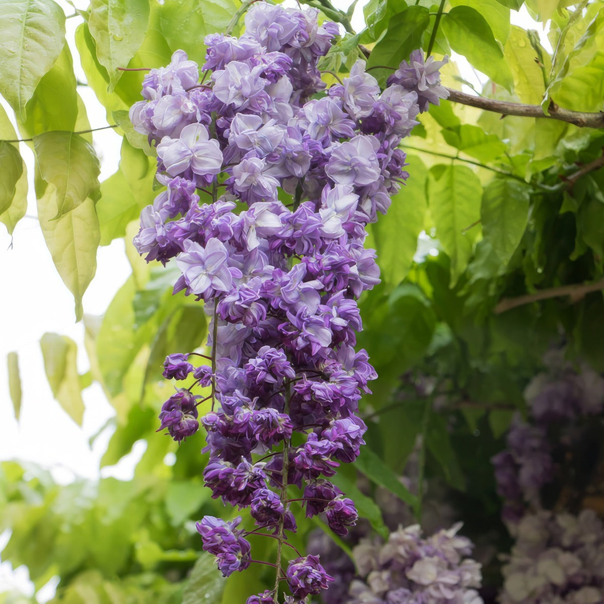 Wisteria Violacea Plena P10wisvpl - Garden Express Australia
