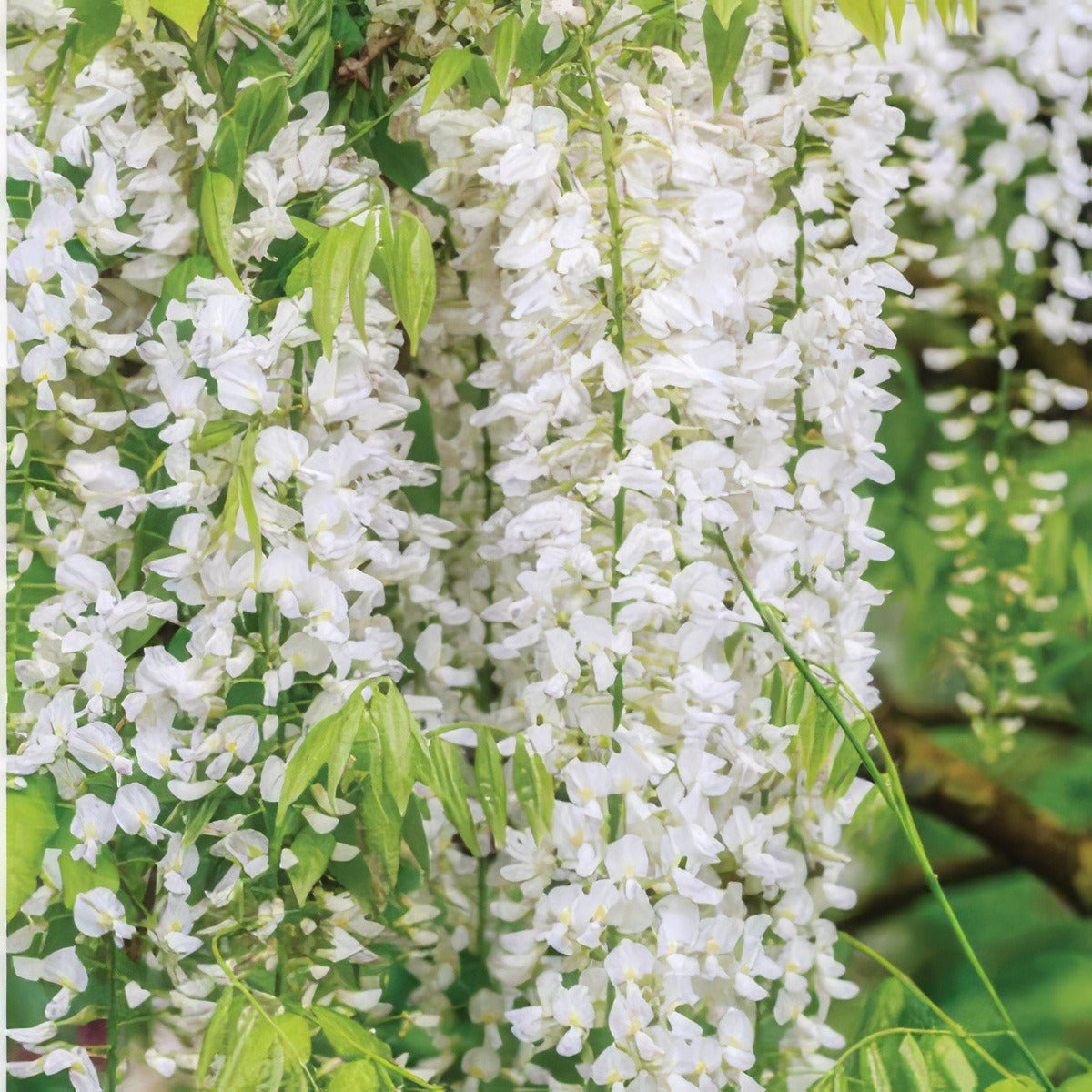 Wisteria Floribunda White 2019 Pplwiswhi - Garden Express Australia