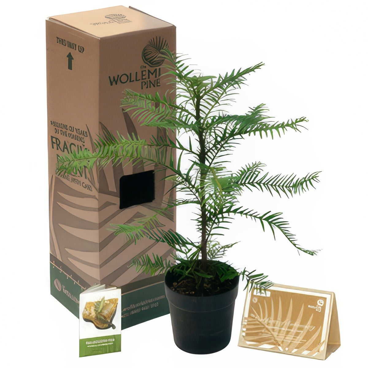 Wollemi 150mm - Garden Express Australia
