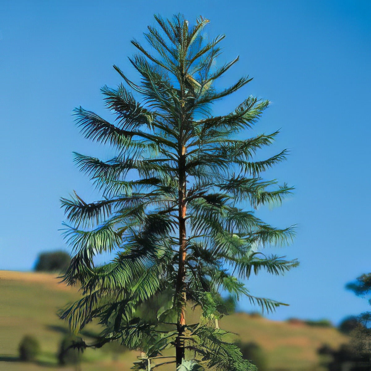 Wollemi Pot Plant - Garden Express Australia