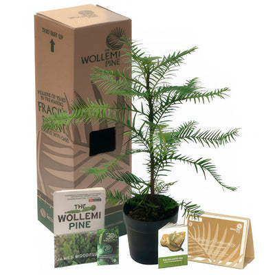 Wollemi 150mm Bonus - Garden Express Australia