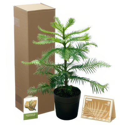 Wollemi 200mm - Garden Express Australia