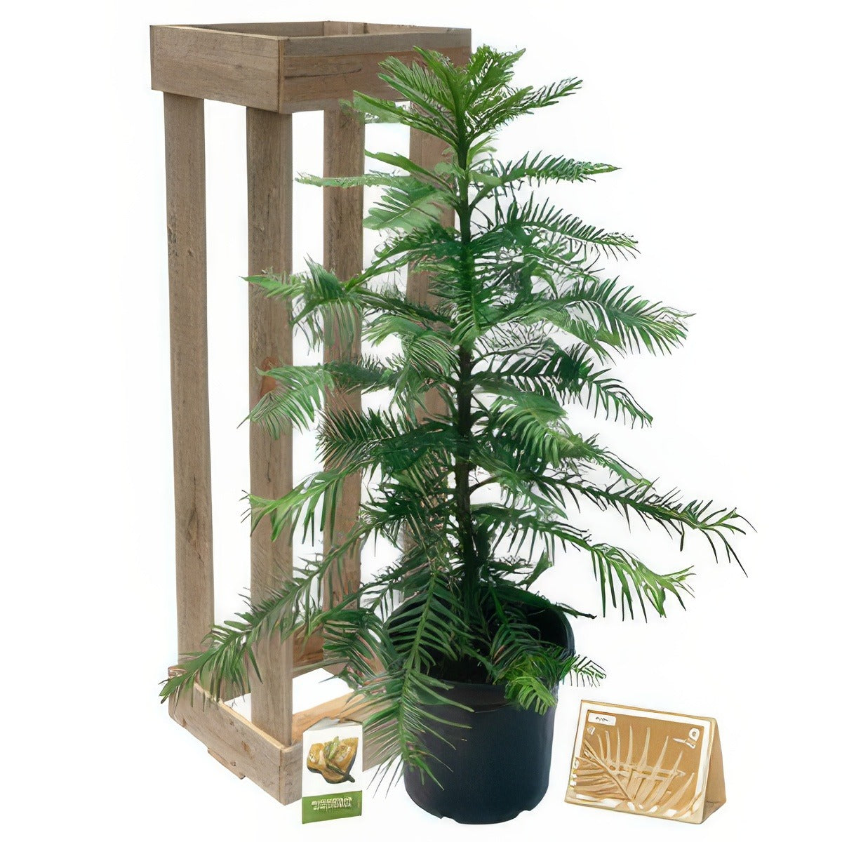 Wollemi 300mm - Garden Express Australia