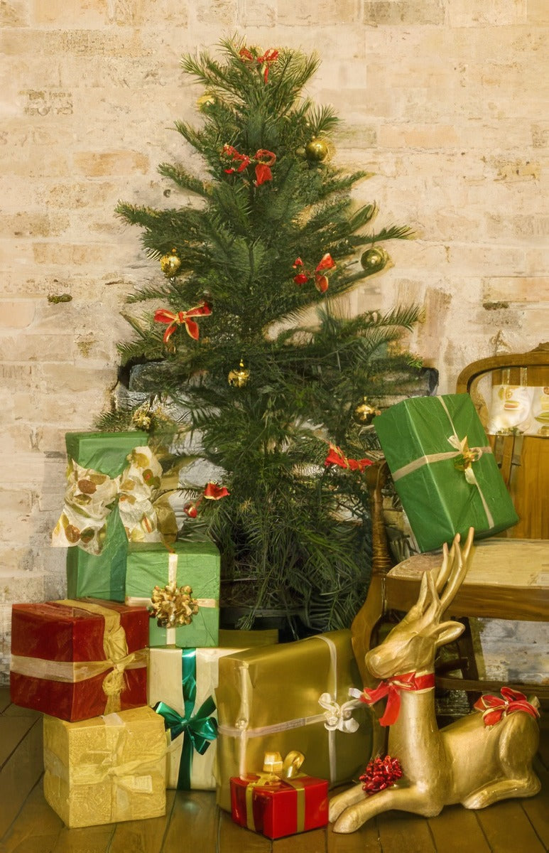 Wollemi Xmas Image - Garden Express Australia