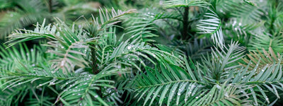 Wollemi - Garden Express Australia