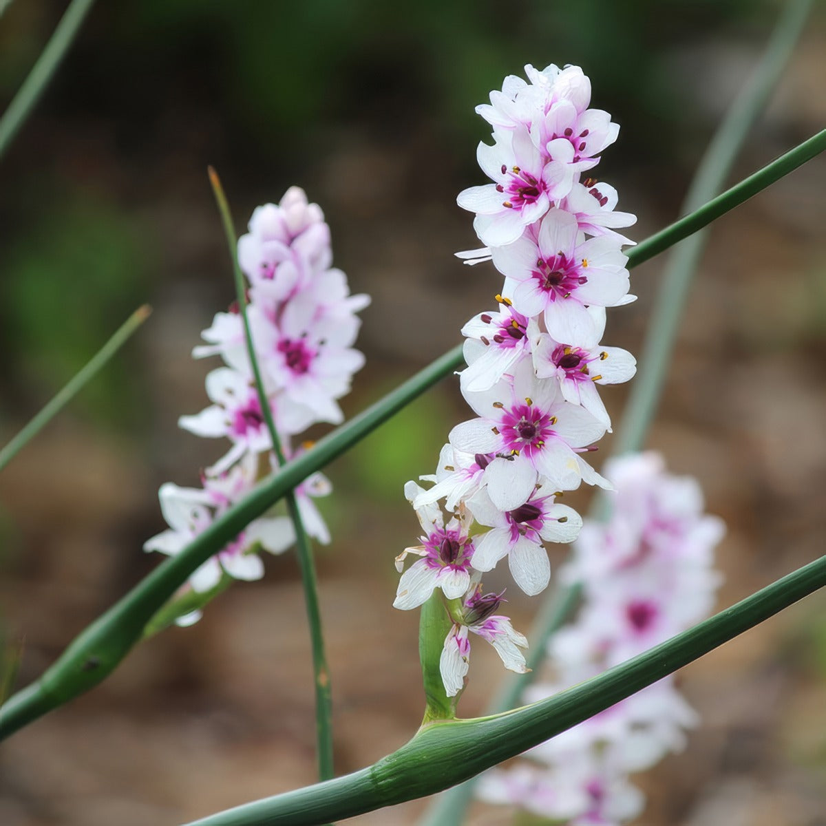 Wurmbea Stricta 2 Pkwurstr 2026 - Garden Express Australia