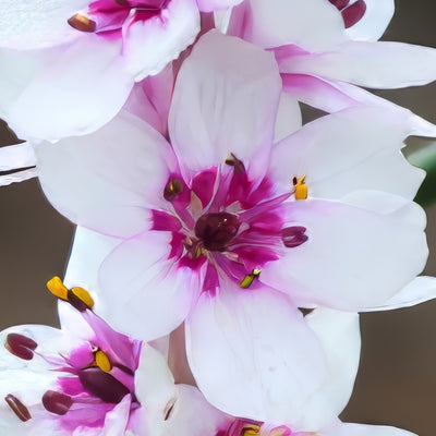 Wurmbea Stricta Pkwurstr 2026 - Garden Express Australia