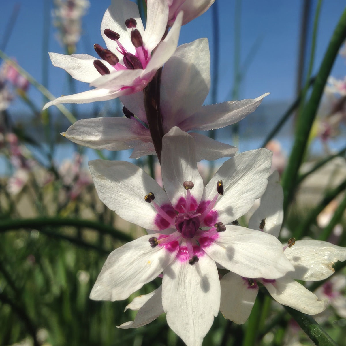 Wurmbea Stricta Onixotis Pkwurstr - Garden Express Australia