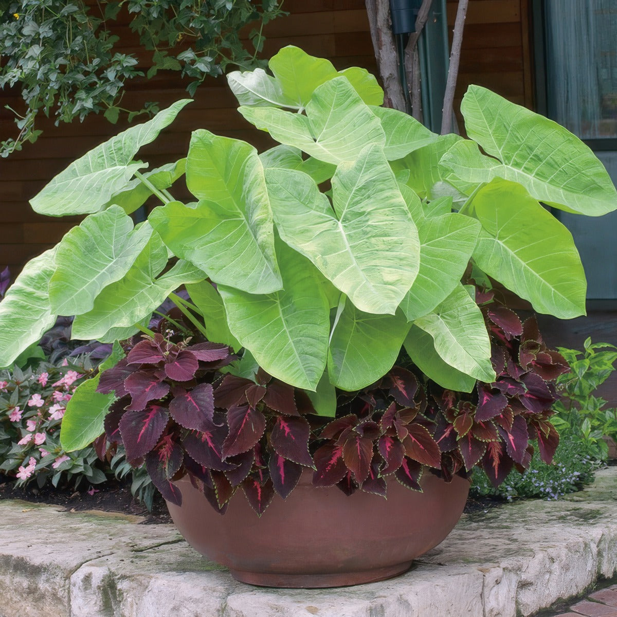 Xanthosoma Lime Zinger Pkxanlzi - Garden Express Australia