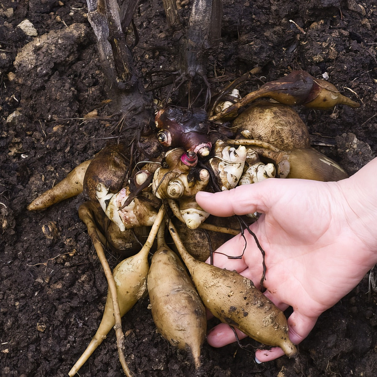 Yacon Peruvian Ground Apple Pkyacon - Garden Express Australia