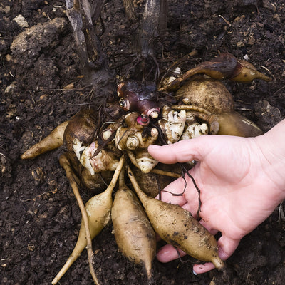 Yacon Peruvian Ground Apple Pkyacon - Garden Express Australia