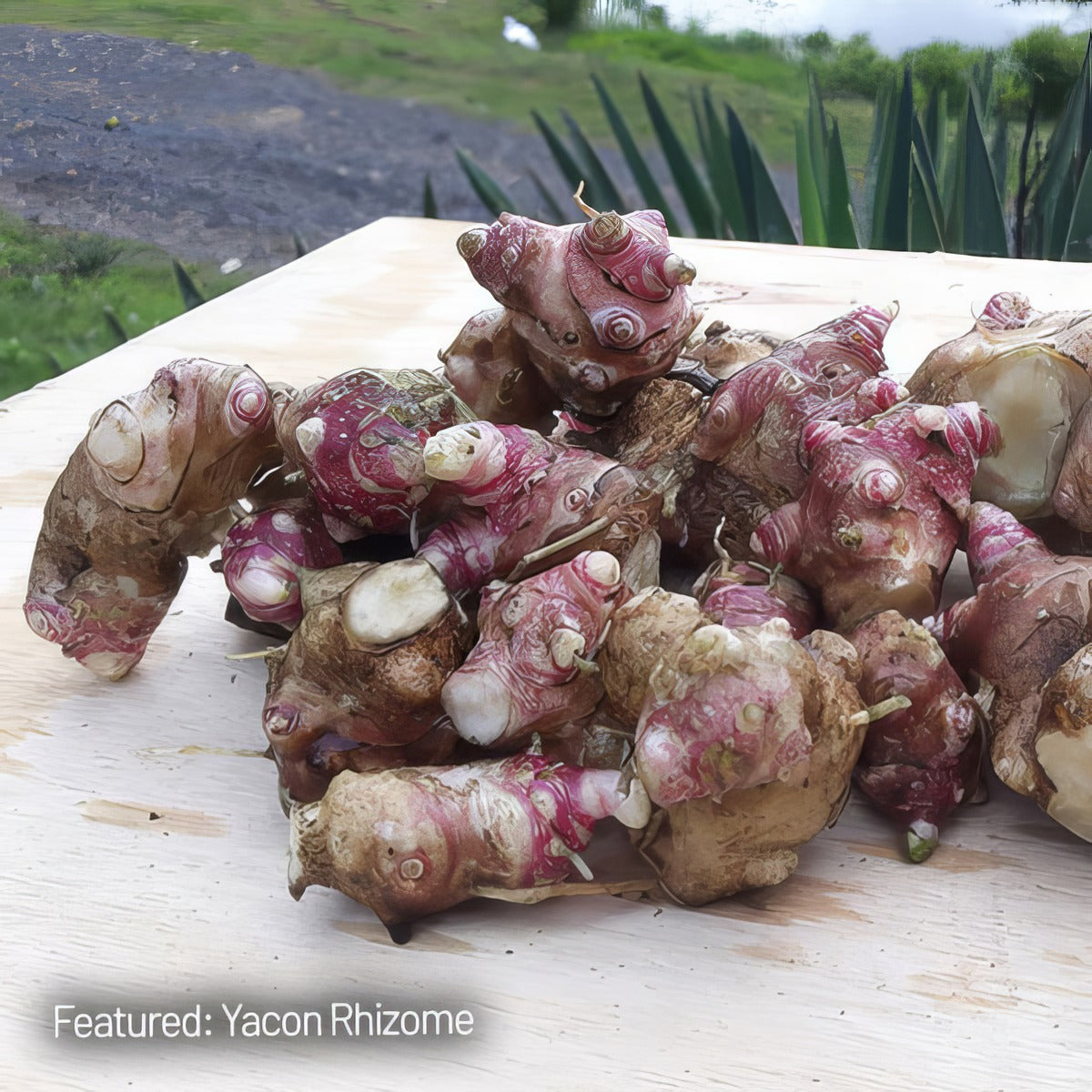 Yacon Rhizome - Garden Express Australia