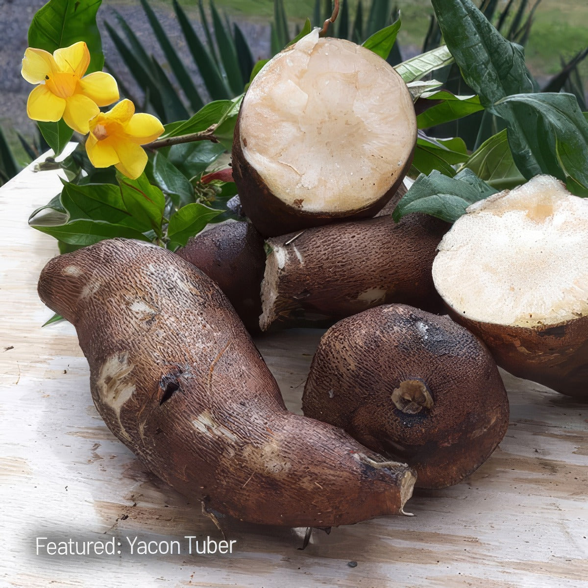 Yacon Tuber - Garden Express Australia