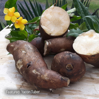 Yacon Tuber - Garden Express Australia