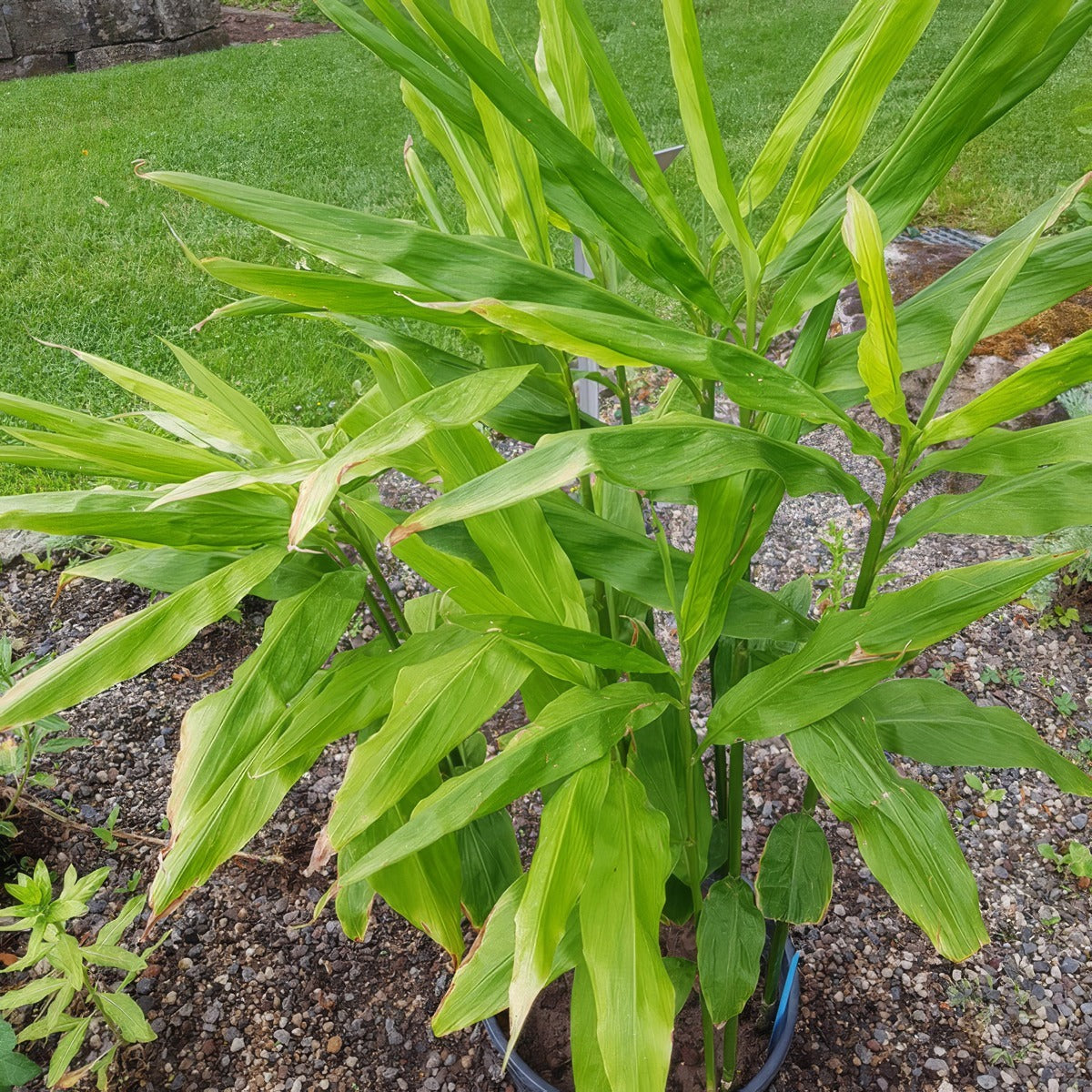 Zingiber Edible Ginger - Garden Express Australia
