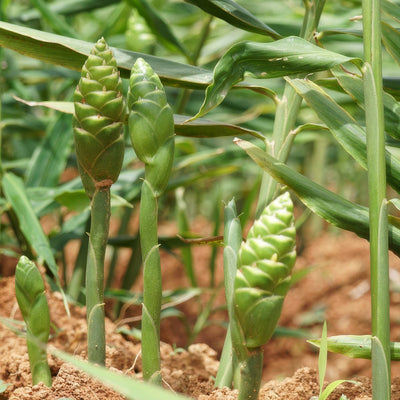 Zingiber Edible Ginger Flower - Garden Express Australia