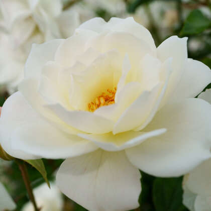 Floribunda Roses - Garden Express - Australia's Largest Online Nursery