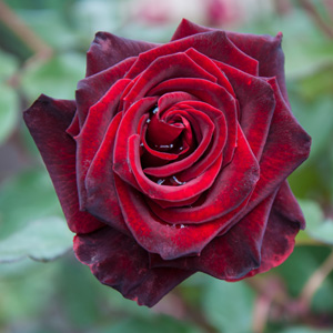 Rose Black Beauty - Garden Express