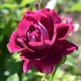 Rose Burgundy Iceberg 2024 Rosfbic - Garden Express Australia